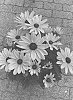Rudbeckia%20hirta%20L.%20%27BullRudi%2014%27