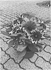 Rudbeckia%20hirta%20L.%20%27BullRudi%2012%27