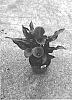 Zantedeschia%20sprengeri%20%27Dozantoky%27