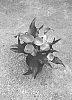 Zantedeschia%20sprengeri%20%27Dozanwisl%27