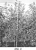 Malus%20domestica%20%27R203%27