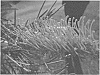 Grevillea%20hybrid%20%27Kings%20Sunrise%27