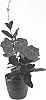 Mandevilla%20sanderi%20%27Lannewyork%27