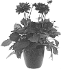 Dahlia%20hybrida%20%27BKDAGPR%27