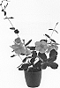 Mandevilla%20sanderi%20%27Lannewhampshire%27