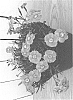 Dianthus%20hybrida%20%27G18144%27