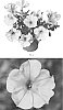 Petunia%20hybrida%20%27PEHY0064%27