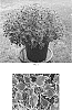 Solenostemon%20scutellarioides%20%27Balmazmick%27
