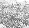 Vaccinium%20corymbosum%20%27FV1906%27