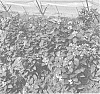 Vaccinium%20corymbosum%20%27FV1904%27