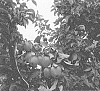 Malus%20domestica%20Borkh.%20%27Pinot%20Prince%27