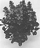 Ajuga%20reptans%20%27ABFG0413A%27