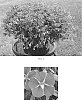 Calibrachoa%20x%20hybrida%20%27Balcabinstim%27