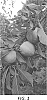 Prunus%20salicina%20%27AJOP20%27