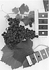 Vitis%20interspecific%20hybrid%20%27IFG%20Forty-seven%27