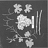 Vitis%20vinifera%20%27ARDTHIRTYNINE%27