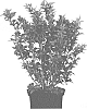 Weigela%20hybrid%20%27JS4%27
