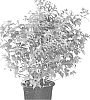 Diervilla%20hybrid%20%27Bokofire%27