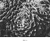 Sempervivum%20arachnoideum%20%27Belsemcob2%27