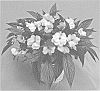 Impatiens%20hawkeri%20%27Dongimagmior%27