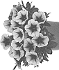 Petunia%20X%20hybrida%20%27Dopetdurabluve%27