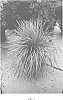 Lomandra%20longifolia%20%27KM-MG24%27