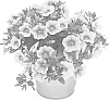 Calibrachoa%20sp.%20%27KLECA20803%27