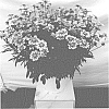 Coreopsis%20hybrid%20%27Iron%20Lady%27