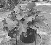 Heuchera%20x%20hybrida%20%27Carnival%20Cinnamon%20Stick%27