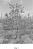 Malus%20domestica%20%27Takano%206%27