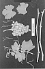 Vitis%20vinifera%20%27ARDTHIRTYSEVEN%27