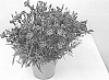 Dianthus%20caryophyllus%20x%20gratianopolitanus%20%27KLEDG20336%27