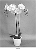 Phalaenopsis%20hybrid%20%27PHA1710186%27