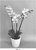 Phalaenopsis%20hybrid%20%27PHA1734832%27