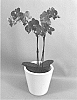 Phalaenopsis%20hybrid%20%27PHA1324166%27