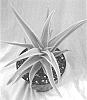 Aloe%20ciliaris%20%27PHANTASM%27