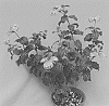 Heliotropium%20hybrida%20%27WNHPAULAV%27