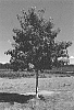 Quercus%20rubra%20%27QRMTF%27