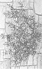 Eremophila%20maculata%20%27MSWNErmas%27
