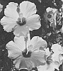 Hibiscus%20rosa-sinensis%20%27ALTYELLOWRIVER%27