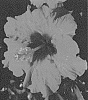 Hibiscus%20rosa-sinensis%20%27ALTMAMAMIYA%27