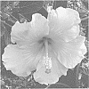 Hibiscus%20rosa-sinensis%20%27ALTEARLYBIRD%27