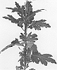 Chrysanthemum%20X%20morifolium%20%27DLFHAPU1%27