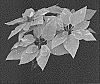 Euphorbia%20pulcherrima%20Willd.%20ex%20Klotzsch%20X%20Euphorbia%20cornastra%20%27Bonpr%20611%27