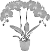x%20Doritaenopsis%20%28Doritis%20x%20Phalaenopsis%29%20%27Lady%20Fantasy%27