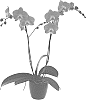 x%20Doritaenopsis%20%28Doritis%20x%20Phalaenopsis%29%20%27Ladies%20Day%27