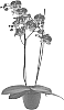 x%20Doritaenopsis%20%28Doritis%20x%20Phalaenopsis%29%20%27Untold%20Stories%27