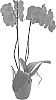 Phalaenopsis%20hybrida%20%27True%20Hero%27