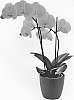 Phalaenopsis%20hybrida%20%27Grand%20Dessert%27
