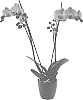 Phalaenopsis%20hybrida%20%27Good%20Karma%27